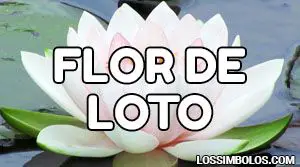 Flor de Loto