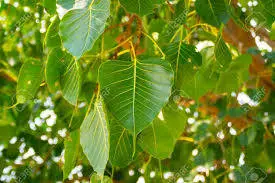 hojas del arbol bodhi
